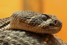 Samice hadů mají klitoris, ukázal australský výzkum. Může to změnit pohled na sexualitu plazů