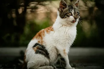 Případ týrání koček v oboře Březka míří k soudu