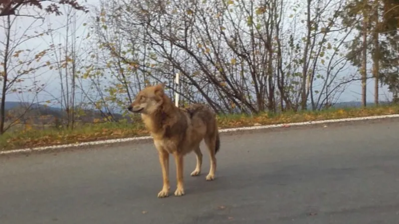 Na Šumavě vyfotili divokého vlka