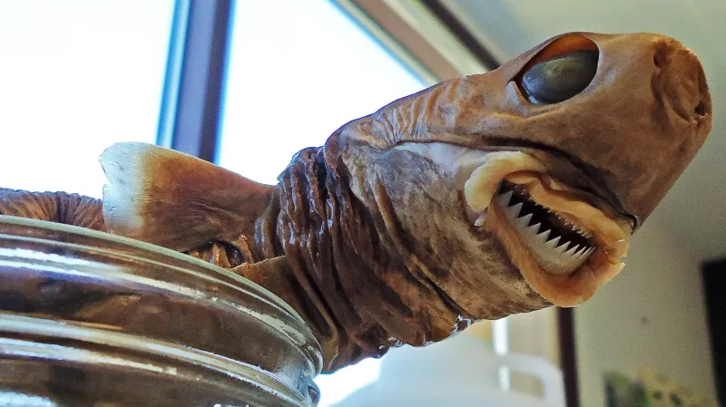 Žraloček brazilský