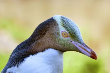 Tučňáky zabíjí malárie, jejich kolonie jsou vůči ní velmi zranitelné