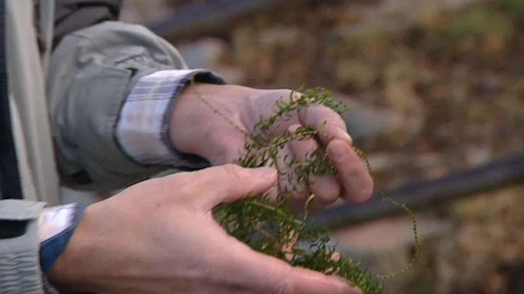 Vodní mor kanadský