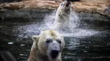 Lední medvědi z varšavské zoo dorazili v úterý večer do Zoo Praha