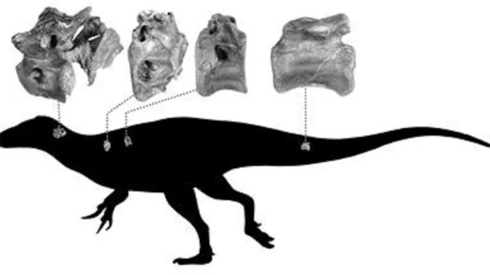 Umístění nalezených kostí na možné podobě dinosaura