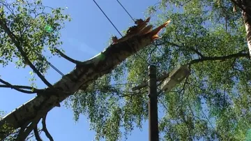 Strom spadlý na elektrickém vedení