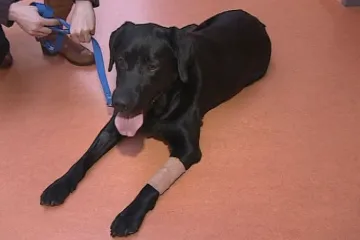 Vodící fenka bude moci opět pomáhat. Díky operaci brněnských veterinářů