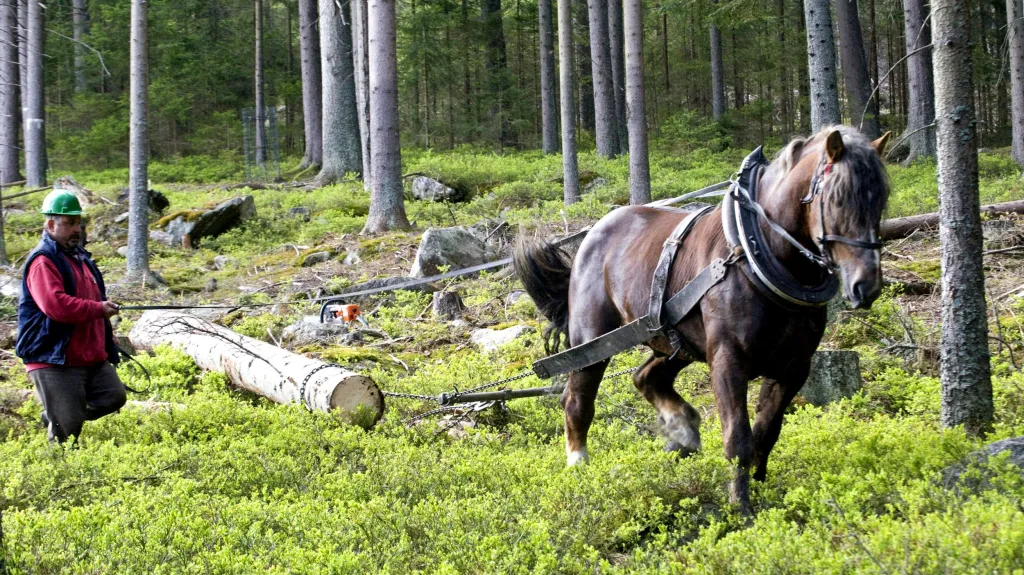 S odvozem dřeva pomáhají na Šumavě koně