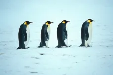 Do konce století vymře 98 procent kolonií tučňáků císařských. Klimatická změna jim zničí místa, kde žijí