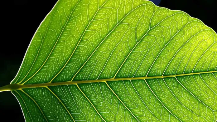 Zelené rostliny jsou základním zdrojem kyslíku na Zemi.