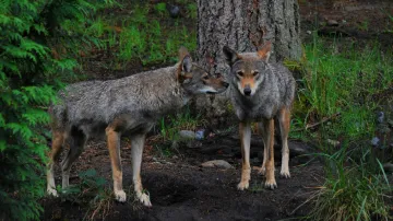 Ilustrační fotografie