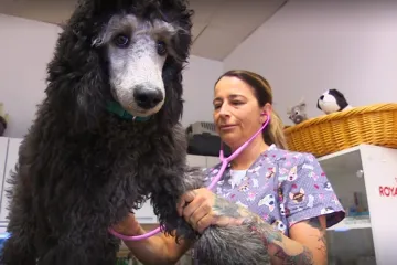 Veterinární pohotovosti drží v Karlovarském kraji jedna lékařka. Posilu se zatím najít nedaří