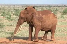 Sloni za horkého dne přijdou o dvě plné vany vody, spočítali vědci. Oteplování pro ně znamená hrozbu