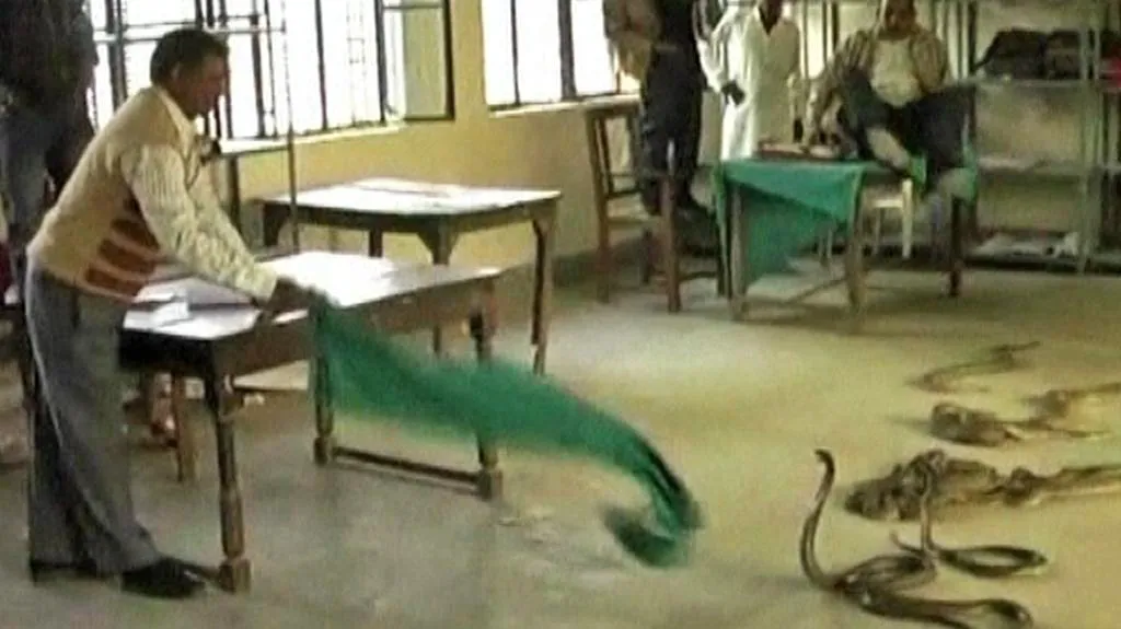 Hadi na daňovém úřadu v Indii