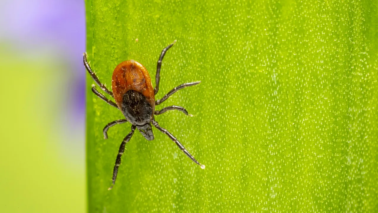 Počet případů boreliózy roste. Stojí za tím změna hlášení i delší klíšťová sezona