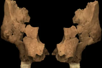 Ve Španělsku našli čelist nejstaršího evropského zástupce rodu Homo
