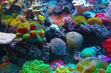 Jak přivést život zpět k umírajícím korálovým útesům? Úspěch mělo pouštění zvuků z reproduktorů