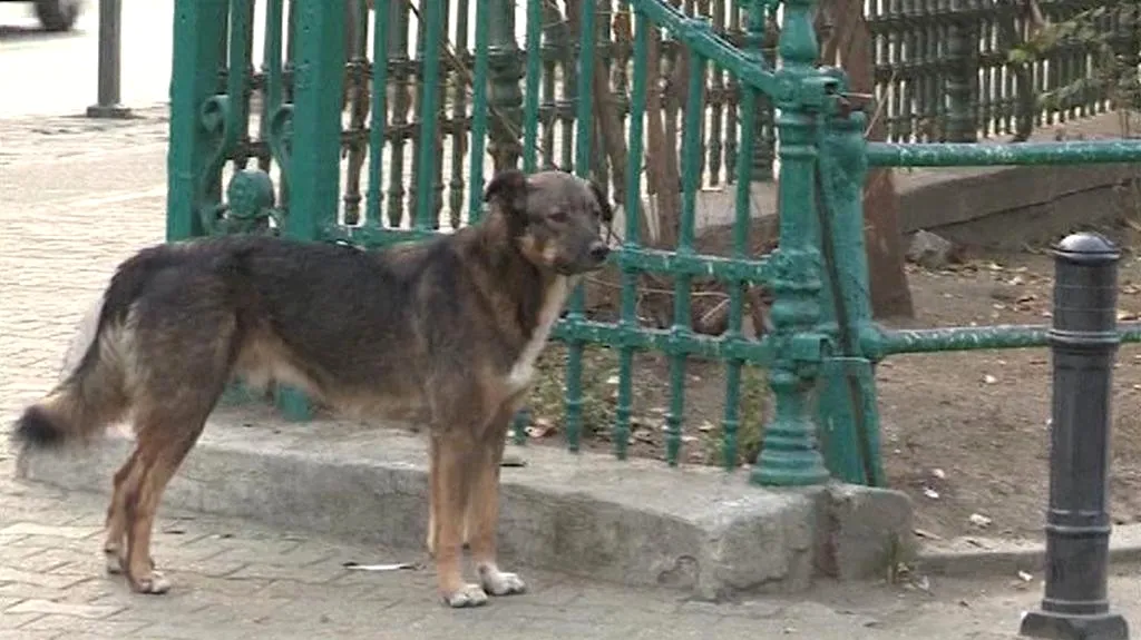 Toulavý pes v Bukurešti