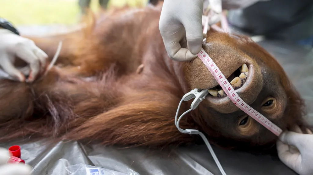 Orangutan zabitý farmáři