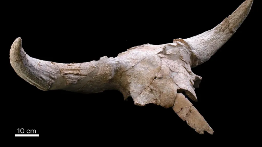 Lebka tura nalezená v jeskyni Des-Cubierta