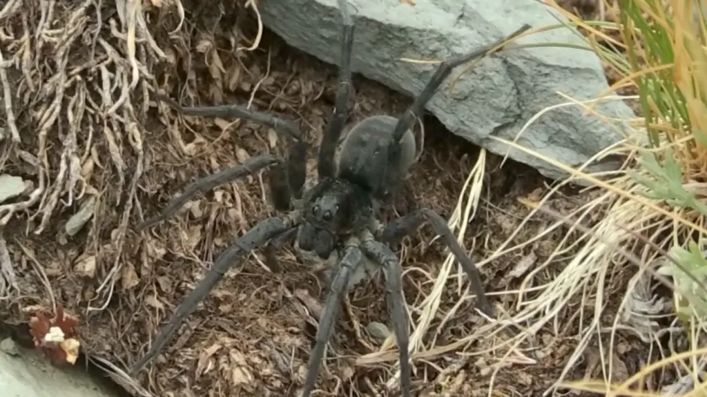 Vesubia jugorum