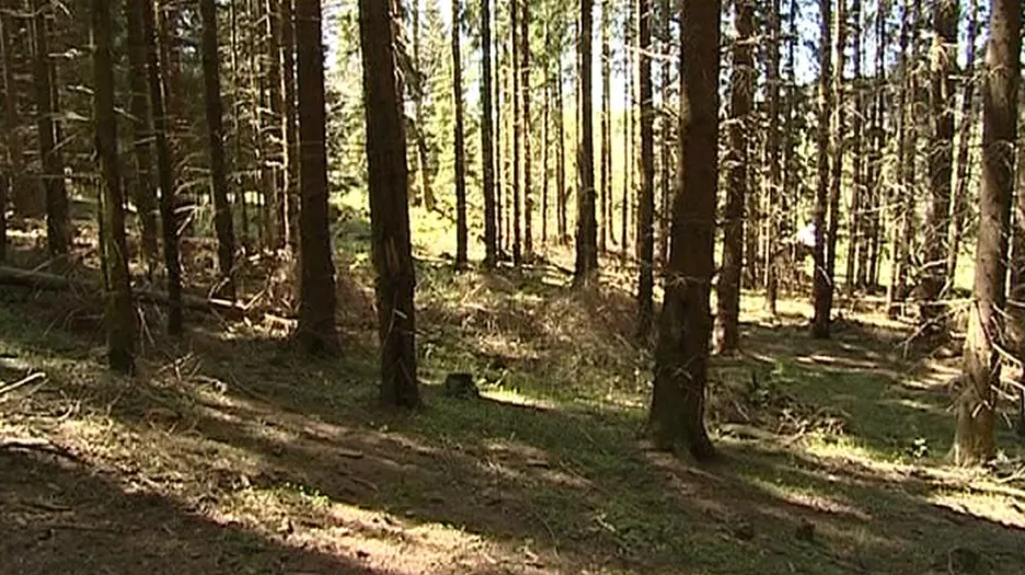 Les patřící obci Mnichov