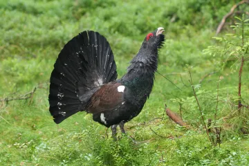Ekosystémy na Šumavě se zotavují z okyselení rychleji, než se čekalo
