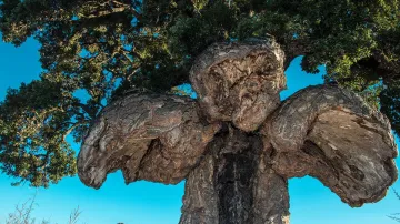 4. místo: Dub korkový (200 –230 let) z Ghisonaccie na Korsice má nezvyklý tvar dravého ptáka roztahujícího svá křídla. Když se přiblížíte k jeho křídlům, máte narůstající pocit ochrany, který zmizí, jakmile se zase pár kroků vzdálíte. Má snad „ptačí strom“ nadpřirozené schopnosti?