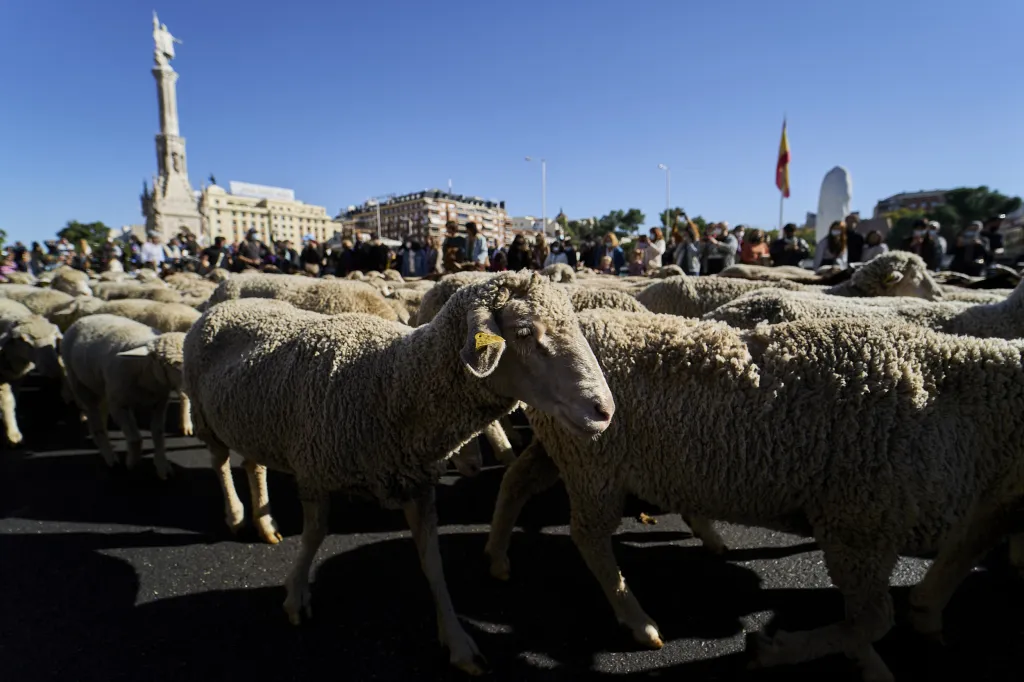Centrem hlavního města Španělska prošlo více než tisíc ovcí a stovka koz. Šlo o každoroční přesun hospodářských zvířat mezi letním a zimním stanovištěm