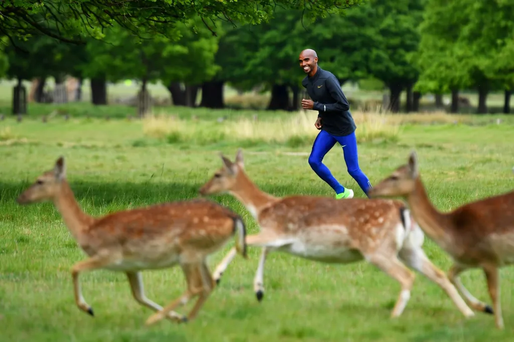 Když olympijský a světový šampion v bězích na dlouhé tratě Mo Farah vybíhal k tréninku, netušil, že ho cestou bude doprovázet malé stádo srnek. Fotografie je z Richmond Parku v Londýně