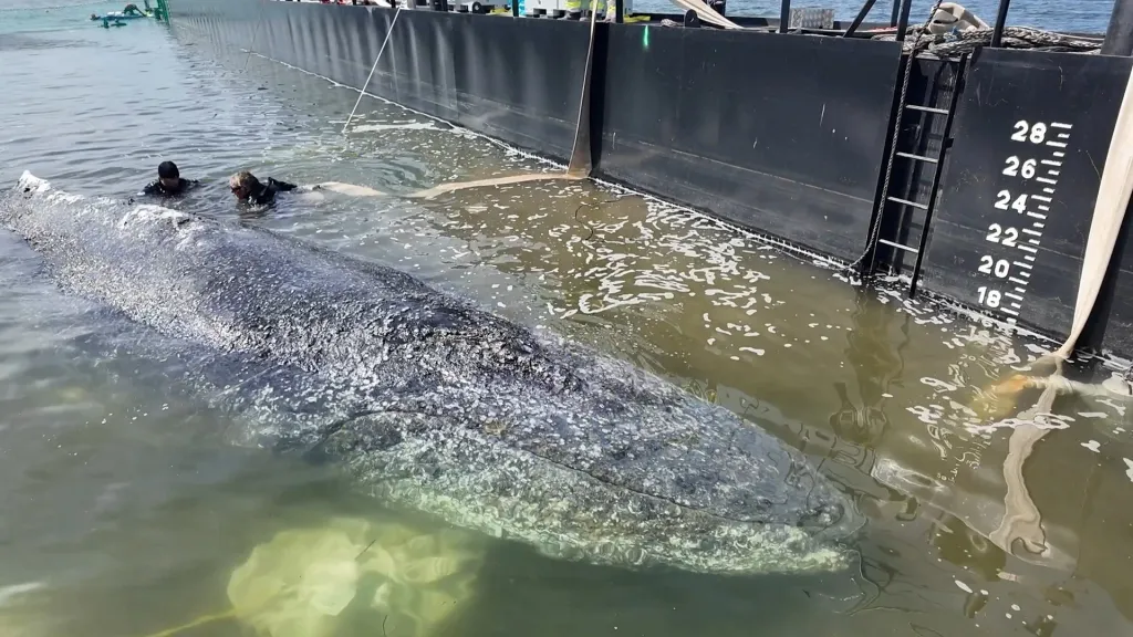 Keporkak zvaný Timmy na člunu