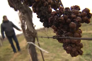 Teplé počasí ohrožuje úrodu ledového vína