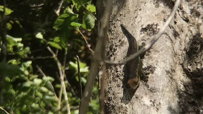 Gekon u jezera Grand Étang