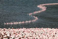 Keňské jezero se zbarvilo do růžova, k vodní ploše přilétly dva miliony plameňáků