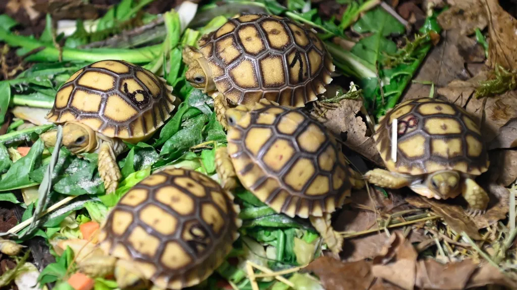 Zoo Zlín představila mláďata želv ostruhatých (Centrochelys sulcata)