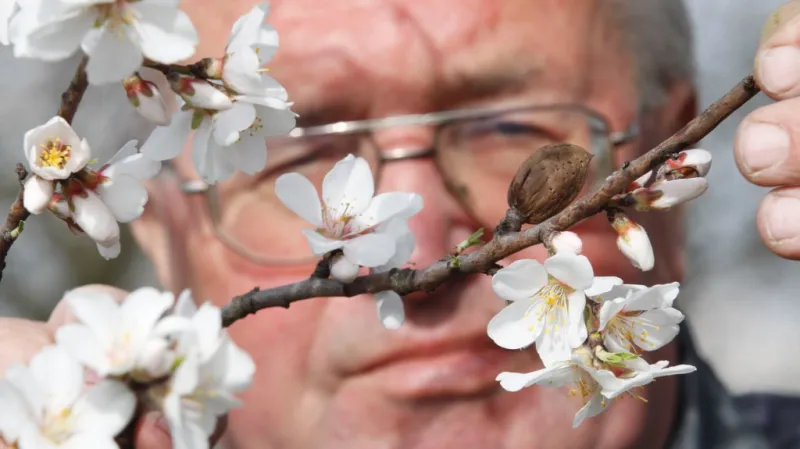 Rudolf Poslušný o stromy pečuje 36 let