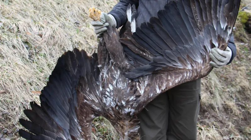 Zbyšek Karafiát s mrtvým orlem mořským