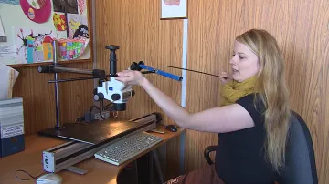 Vyvrtávání stromů