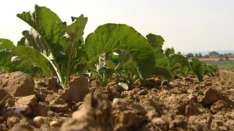 Pěstování zeleniny