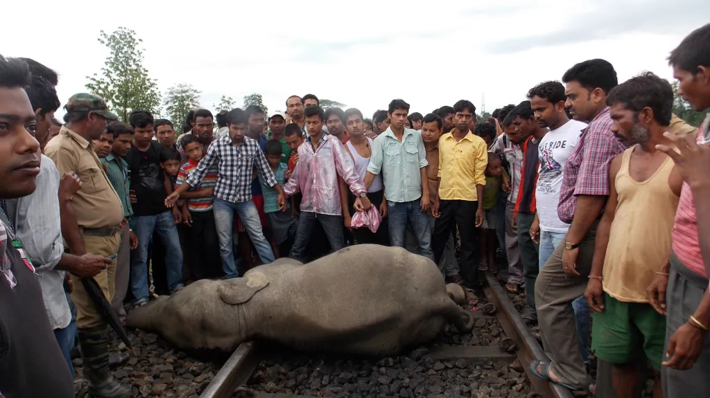 Při nehodě v Indii zemřeli čtyři sloni