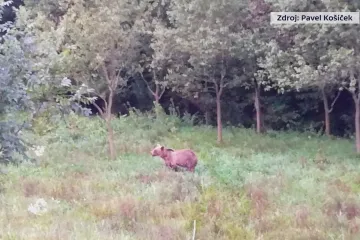 Odstřel medvěda na Valašsku zabrzdilo chybějící povolení. A za šelmu se přimlouvá i petice
