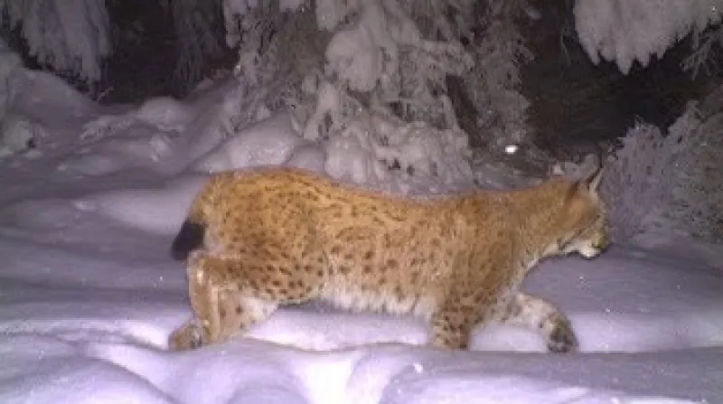 Na Šumavě se sčítali rysi pomocí sítě fotopastí, tedy více než padesáti fotoaparátů spouštěných pohybem.