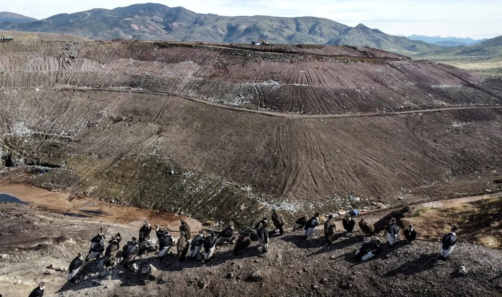 Pohled z dronu ukazuje hejno dravců před hlavní skládkou odpadků v Santiago de Chile