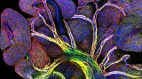 Endoteliální buňky u osmnáctidenního myšího embrya; zvětšení: 10x