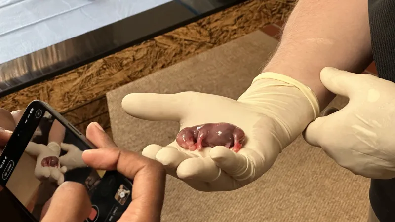 Embryo odebrané od mrtvé samice