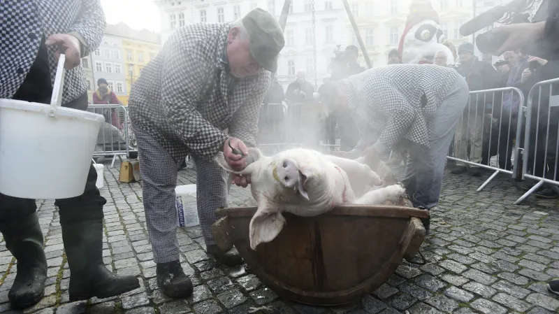 Porážka prasete během masopustního reje v Olomouci