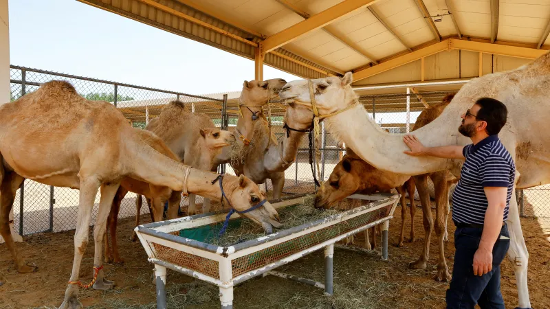 Velbloudi v centru zabývajícím se výzkumem a vývojem nových klonovacích technik pro reprodukci těchto zvířat, Dubaj (2023)