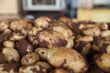 České brambory došly, musí je nahrazovat dovoz. Ten je ale dražší