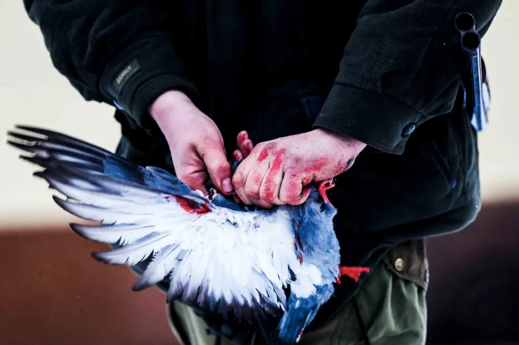 Série snímků „Kontroverzní lov holubů“ od fotografa Dana Materny