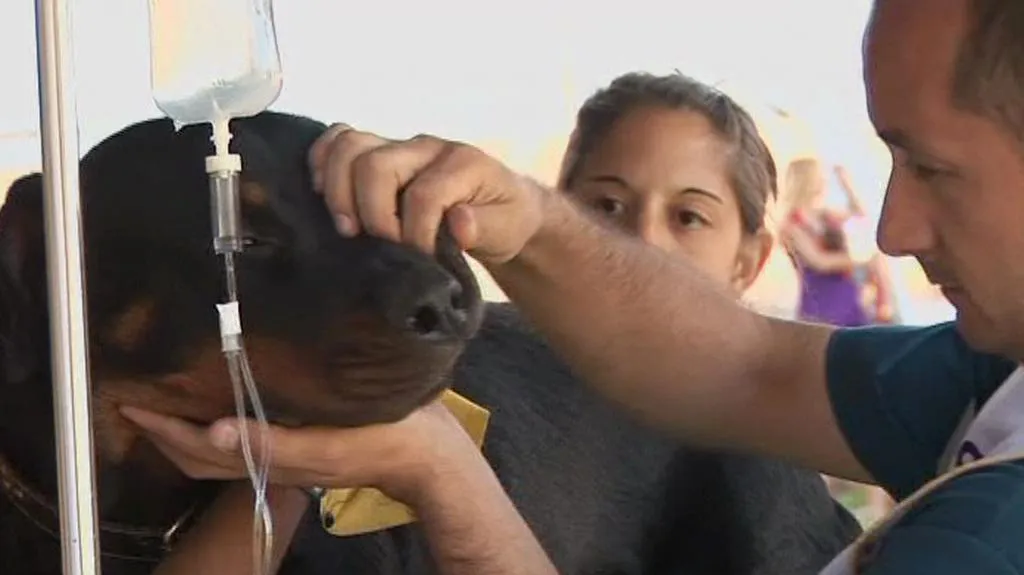 Veterinární prohlídka