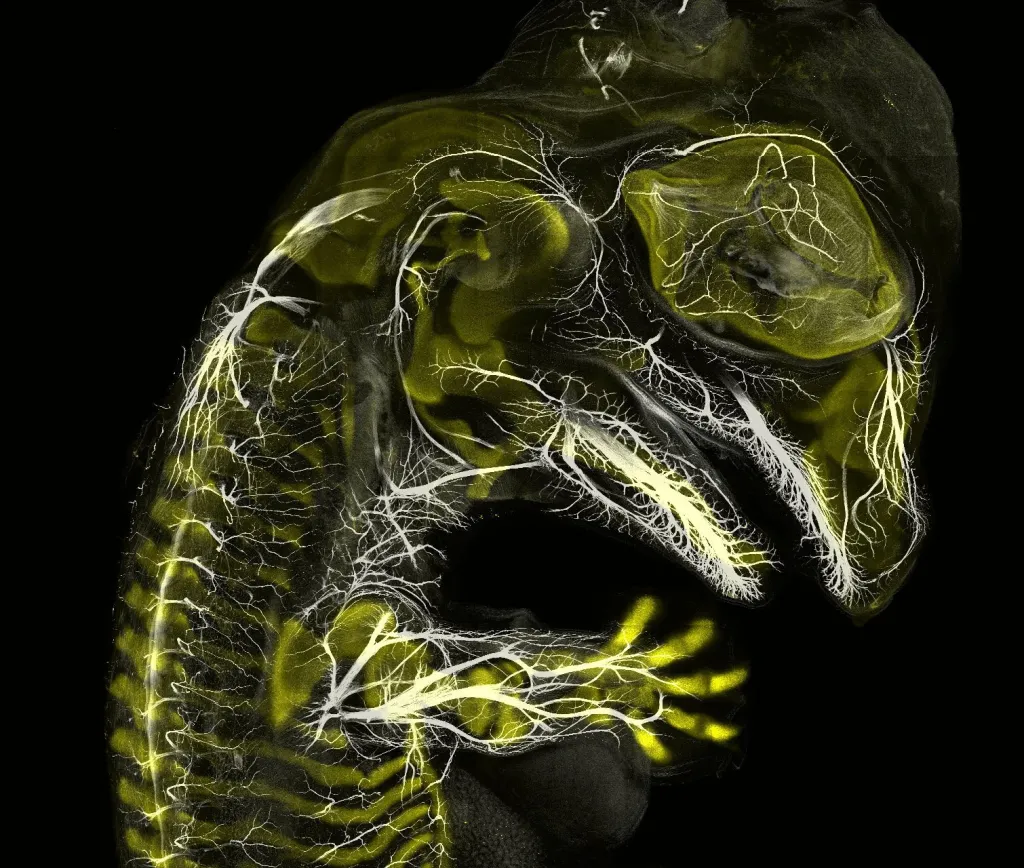 Embryo aligátora; zvětšení: 10x